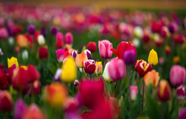 Pink, Green, Flowers, Yellow, RED, Tulips