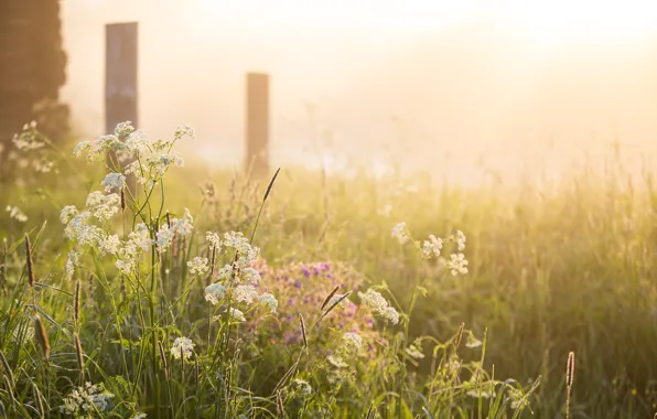Туман, рассвет, утро, деревня, summer, россия, восход солнца, nature