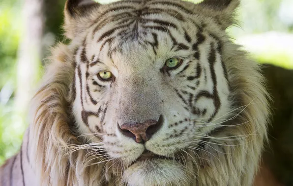 Кошка, морда, белый тигр, ©Tambako The Jaguar