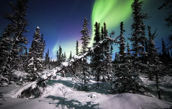 Картинка зима, лес, снег, деревья, северное сияние, ели, Аляска, Alaska