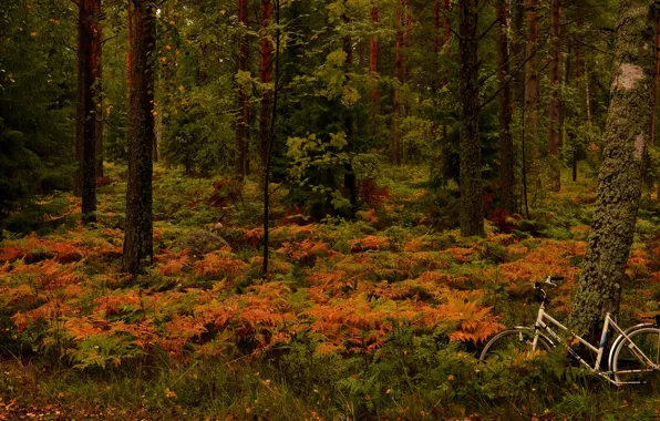 Картинка осень, лес, деревья, велосипед, папоротник, Финляндия, Finland, Hanko