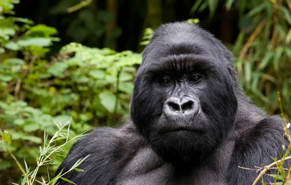 Картинка power, africa, wildlife, gorilla. animal