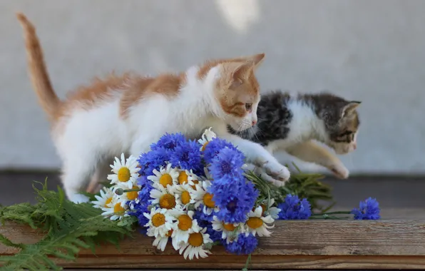 Кошки, цветы, поза, котенок, серый, фон, доски, ромашки