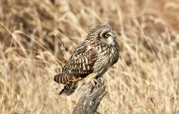 Взгляд, птица, bird, злюка, болотная сова, short-eared owl, asio flammeus, Mathew Schwartz