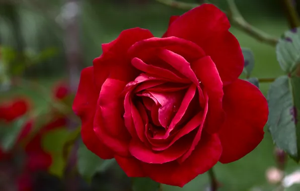 Картинка листья, капли, цветы, красный, розы, бутоны, алая, зеленый фон