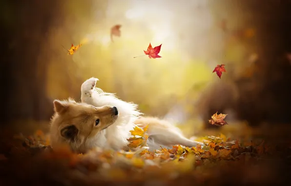 Картинка осень, листья, игра, собака, боке, Шелти, Шетландская овчарка