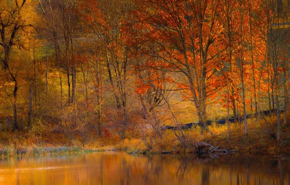 Картинка осень, деревья, озеро, склон