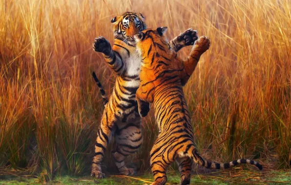 Картинка тигр, тигры, схватка, стойка