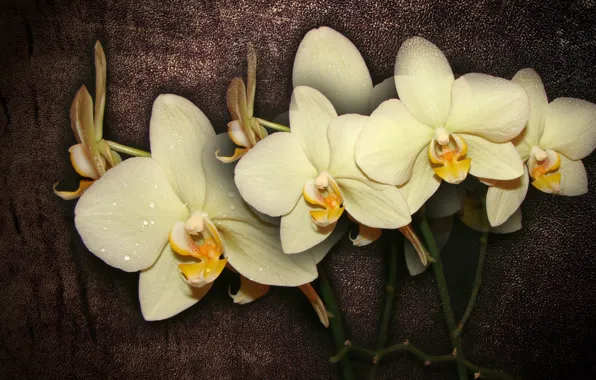 Цветок, цветы, интерьер, flower, красивые, орхидея, flowers, beautiful