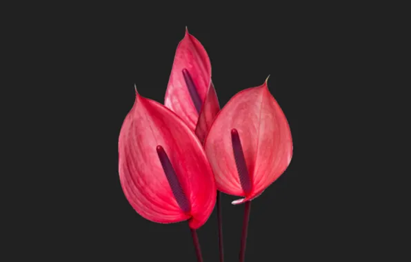 Flower, flower art, Anthurium