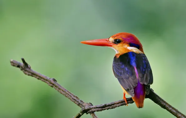 Ветки, птица, зимородок