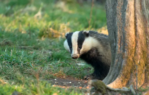Картинка трава, взгляд, деревья, поляна, мордашка, выглядывает, барсук