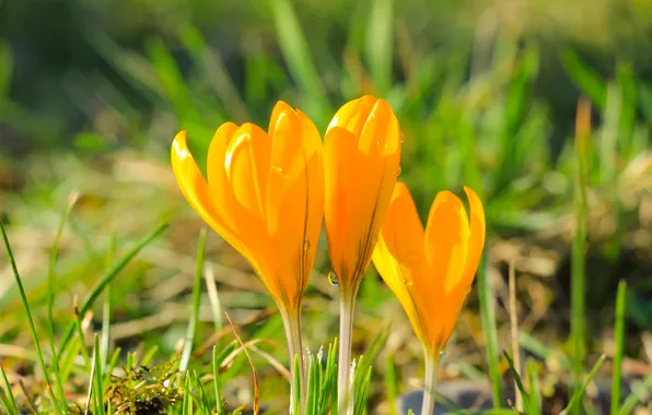 Spring, crocus, blooming