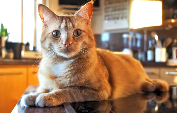 Кошка, кот, взгляд, морда, котенок, стол, рыжий, кухня