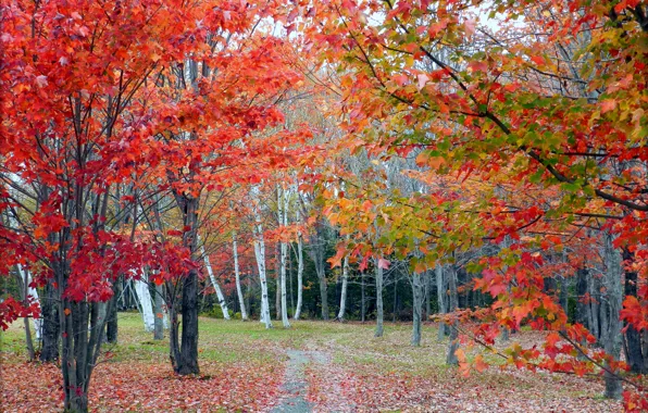 Картинка осень, лес, листья, деревья, роща, тропинка