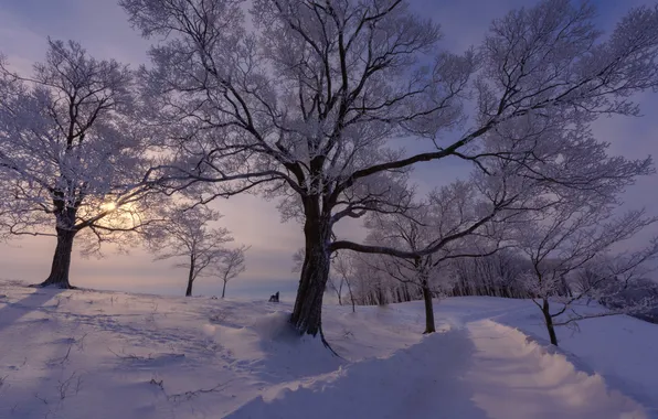 Картинка зима, снег, деревья, природа