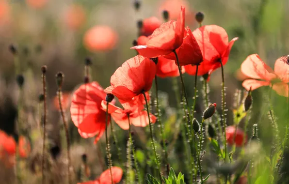 Картинка лето, свет, цветы, красный, фон, мак, маки, боке