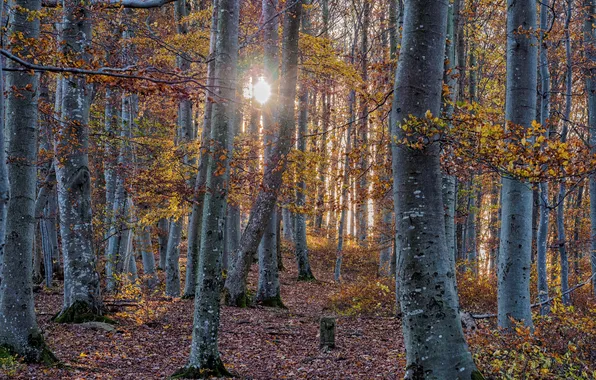 Картинка осень, лес, солнце, свет, деревья