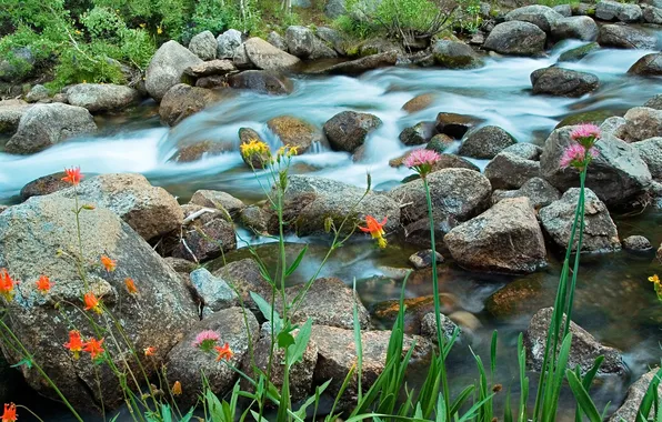 Картинка трава, цветы, река, ручей, камни, поток