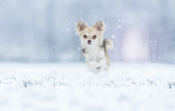Картинка зима, снег, прыжок, прогулка, пёсик, Чихуахуа, собачонка