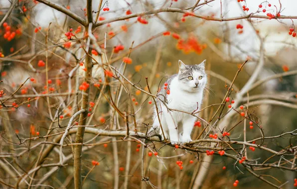 Кошка, кот, ветки, калина