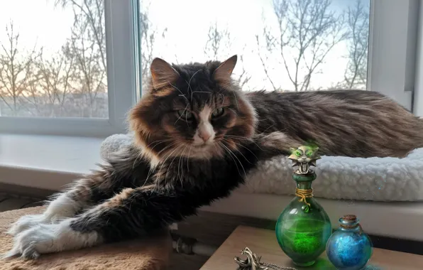 Картинка кошка, кот, лапы, окно, флаконы, на подоконнике, котейка
