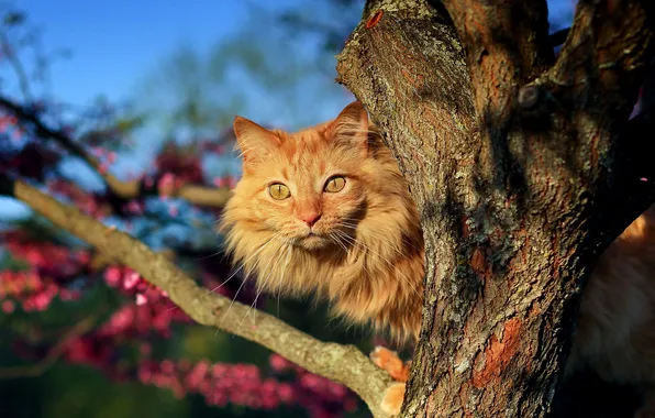 Кот, взгляд, рыжий, мордочка, на дереве
