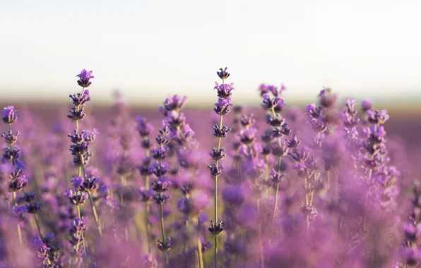 Поле, цветы, цветение, field, blossom, flowers, лаванда, purple