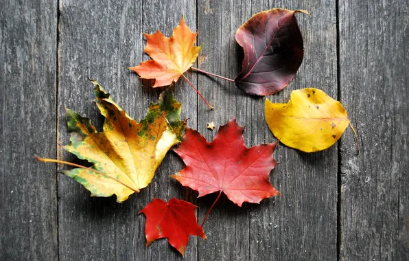 Картинка осень, листья, дерево, доски, желтые, оранжевые, бордовые, багровые