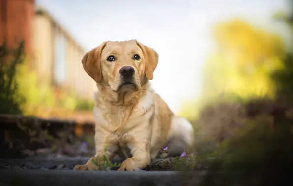 Картинка собака, боке, Лабрадор-ретривер, Amazing Dogs, Mumble