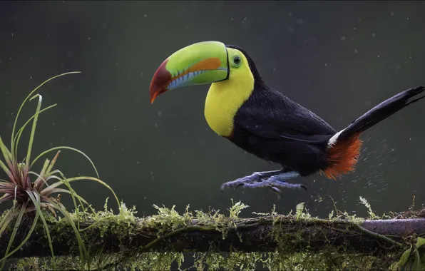 Природа, прыжок, птица, ветка, тукан, animals, nature, bird