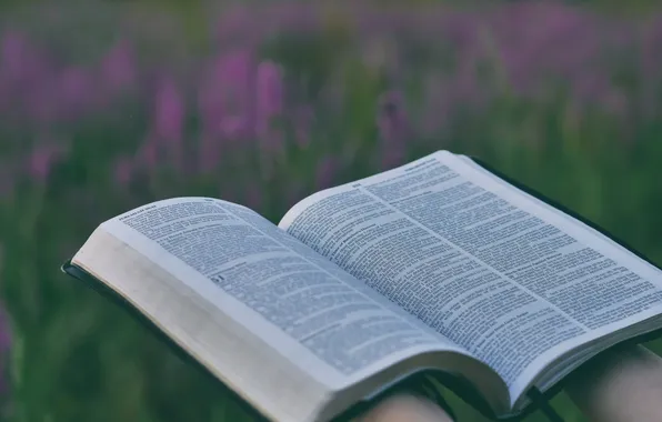Картинка поле, трава, пейзаж, цветы, природа, растения, книга