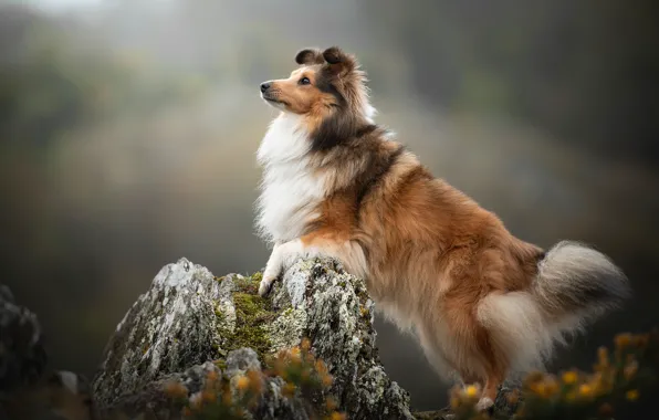 Картинка фон, камень, собака, Шелти, Шетландская овчарка