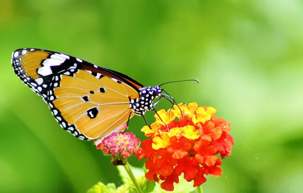Цветок, узор, бабочка, растение, крылья, насекомое