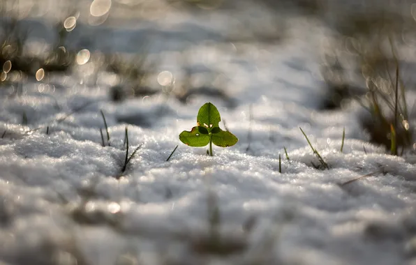 Картинка зима, снег, природа, Good luck Greenpeace