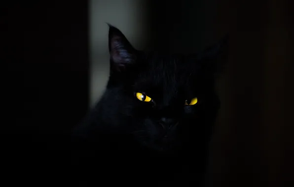 Dark, animals, eyes, cat, cats, look, yellow eyes, spooky