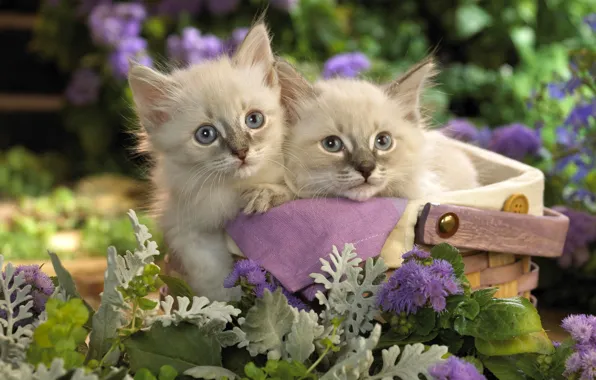 Картинка кошки, цветы, котенок, корзина, сад, пара, котята, корзинка