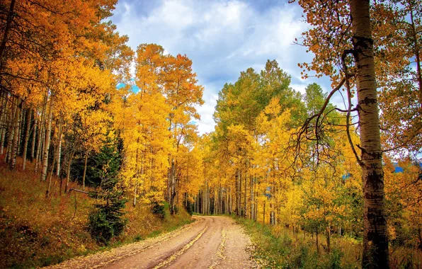 Картинка дорога, осень, лес, природа, листва, autumn