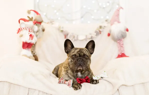 Картинка диван, праздник, игрушки, новый год, собака, подарки, французский бульдог