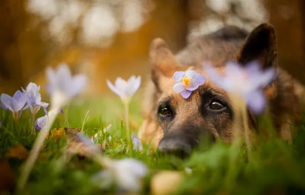Взгляд, цветы, друг, собака