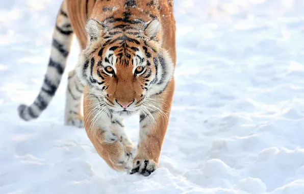 Wallpaper, big, tiger, cat, background, predator, blur, bokeh