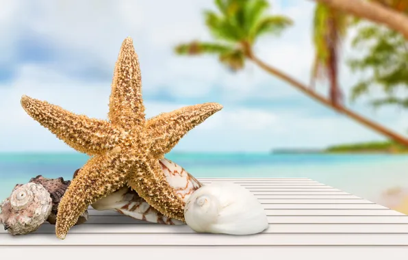 Пляж, лето, звезды, ракушки, summer, beach, stars, vacation