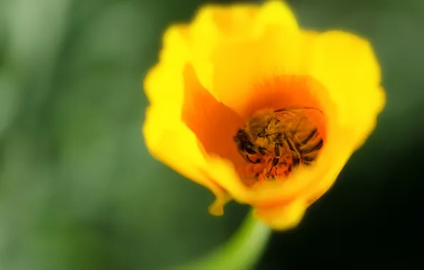 Цветок, пчела, лепестки, насекомое