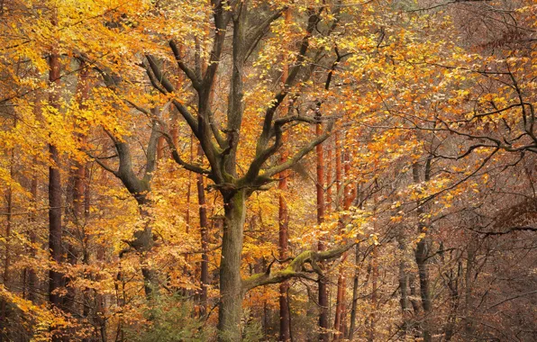 Осень, лес, деревья