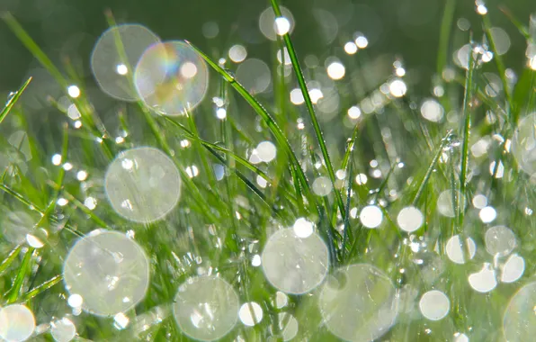 Grass, water, drops