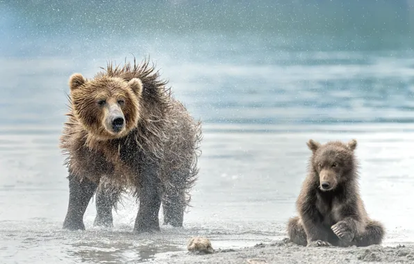 Картинка пляж, медведь, медведи, медвежонок, мокрые, медведица