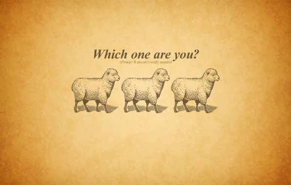 Картинка three, sheep, questions
