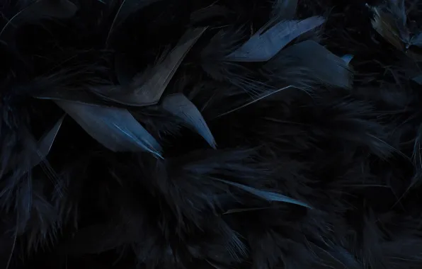 Картинка текстура, перья, черные