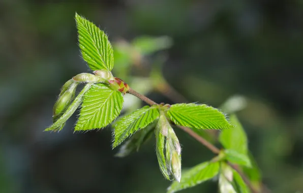 Green, spring, leaf, twig