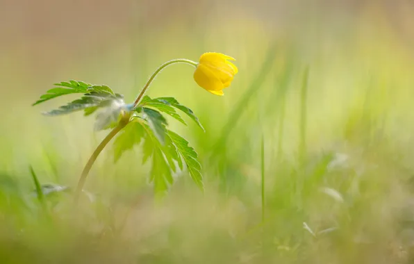Картинка цветок, трава, макро, желтый, растение